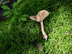 Lactarius griseus