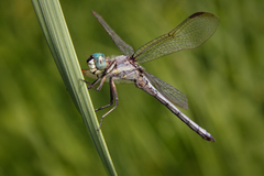 Dasythemis mincki