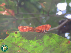 Emesis mandana
