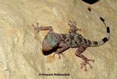 Asaccus iranicus