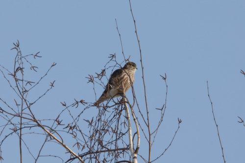 Esmerejón (Falco columbarius)