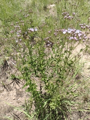 Chromolaena hirsuta