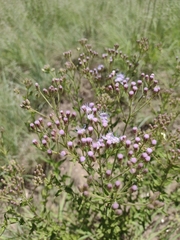 Chromolaena hirsuta