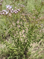 Chromolaena hirsuta