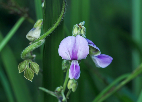 Neustanthus phaseoloides
