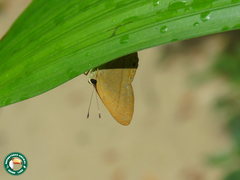 Euselasia murina