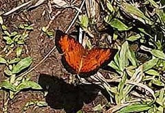 Mazia amazonica