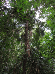 Cryosophila stauracantha