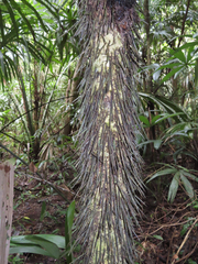 Cryosophila stauracantha