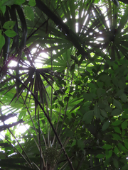 Cryosophila stauracantha