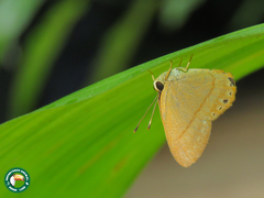 Euselasia murina