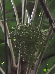 Cryosophila stauracantha