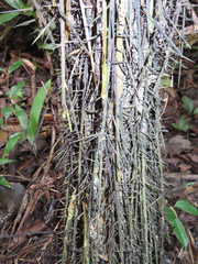 Cryosophila stauracantha