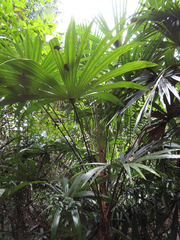 Cryosophila stauracantha