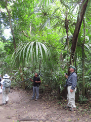 Cryosophila stauracantha