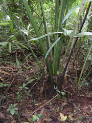 Cryosophila stauracantha