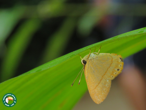 Euselasia murina