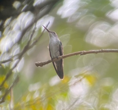Saucerottia cyanocephala