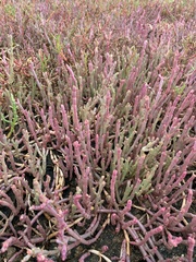 Salicornia meyeriana