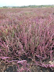 Salicornia meyeriana
