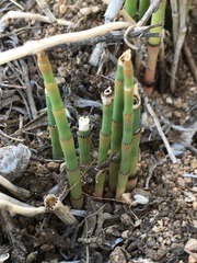 Equisetum laevigatum