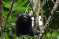 Leontopithecus chrysopygus