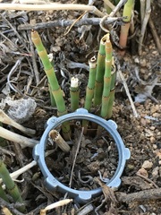 Equisetum laevigatum