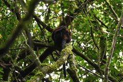 Leontopithecus chrysopygus