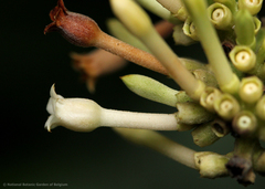 Bertiera thonneri