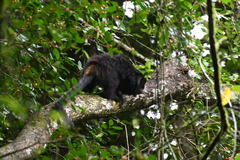 Leontopithecus chrysopygus