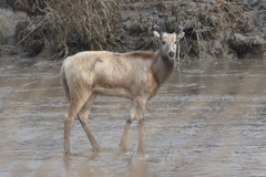 Pere David's Deer photo 4