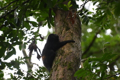 Leontopithecus chrysopygus