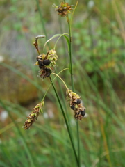 Carex magellanica