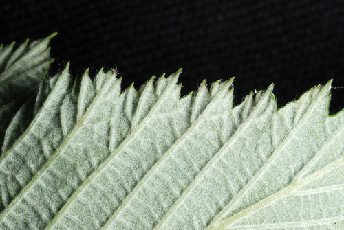 Rubus niveus