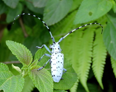 Pseudonemophas versteegii