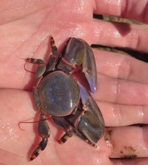 Petrolisthes violaceus