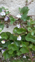 Cymbalaria muralis