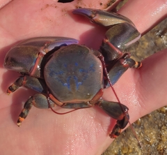 Petrolisthes violaceus