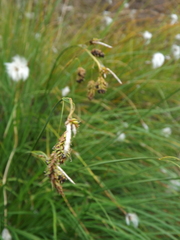 Carex magellanica