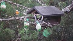 Erithacus rubecula rubecula
