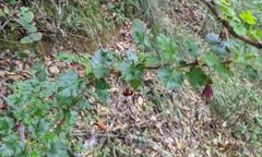 Ribes sericeum