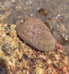 Concholepas concholepas