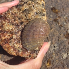 Concholepas concholepas