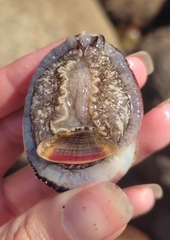 Concholepas concholepas