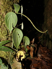 Peperomia amphitricha