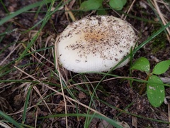 Amanita russuloides