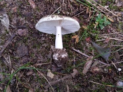 Amanita russuloides