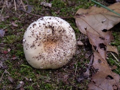 Amanita russuloides