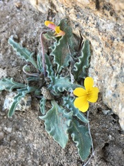 Viola pinetorum