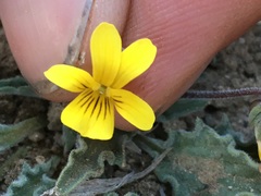 Viola pinetorum